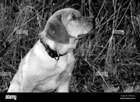 Cute Blonde Labrador Puppy Stock Photo Alamy