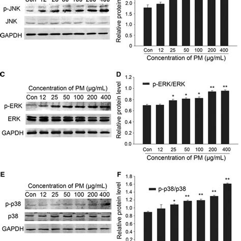 Effects Of Pm On The Activation Of P38jnkerk Mapk Pathways C6 Glioma