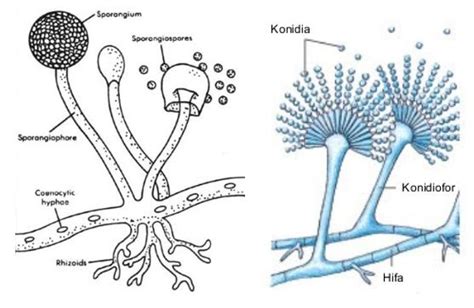 Ciri Ciri Jamur Fungi