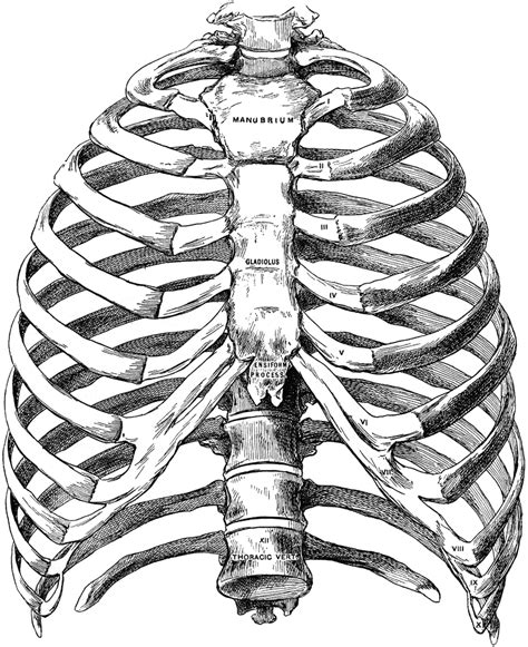 Thoracic Cage Unlabeled