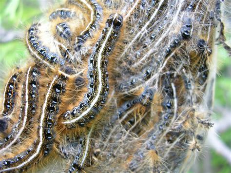 Ajacks I Dont Know Why I Just Do Tent Caterpillar Invade My Yard