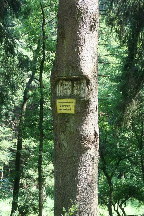 Picea abies
