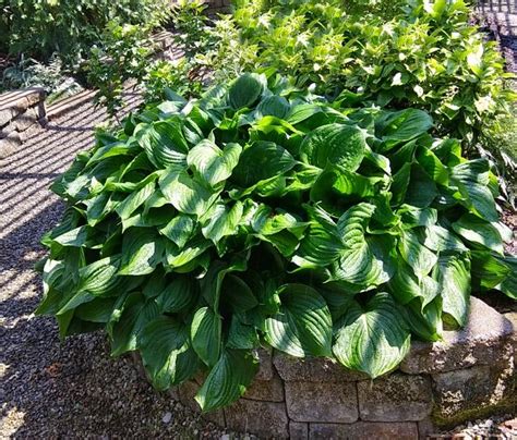 Hosta Companion Plants Growing Hostas With Shade Loving Plants