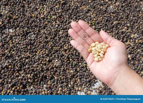 Feijões De Café Secos Na Mão Do Fazendeiro No Fundo Seco Do Café Imagem