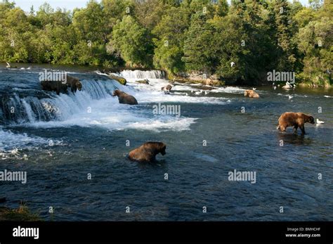 Brown bears, Brooks Falls, Katmai National Park, Alaska Stock Photo - Alamy