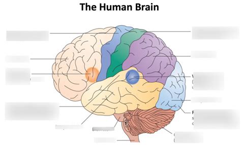 The Human Brain Diagram Quizlet