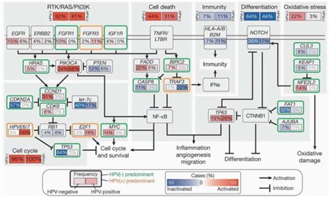 Pathogenesis And Progression Of Squamous Cell Carcinoma Of The Head And