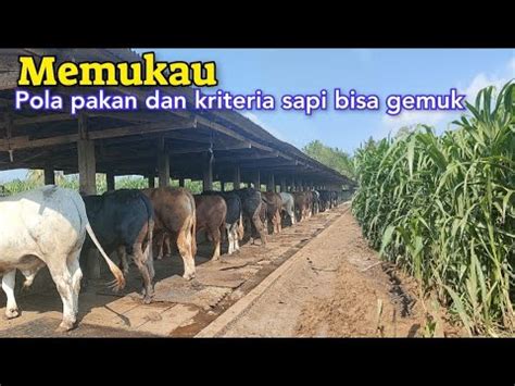 Menjadikan Sapi Leher Beton Dengan Pola Pakan Dan Pemilihan Bibit Tepat