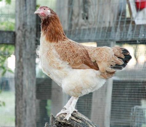 Wheaten Marans Gallery