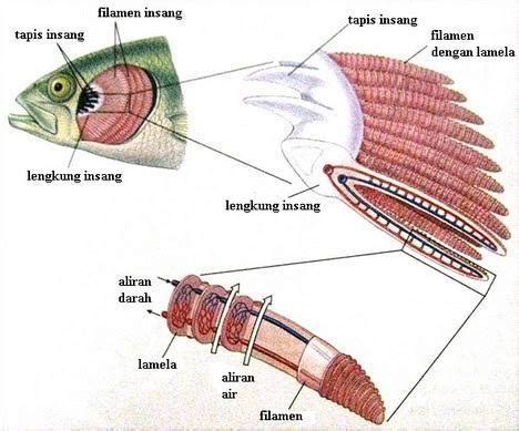 Ikan Bernafas Menggunakan Apa Brainly Co Id