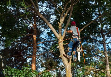 8 Reasons To Cut Down The Tree In Front Of Your House - Tree Journey