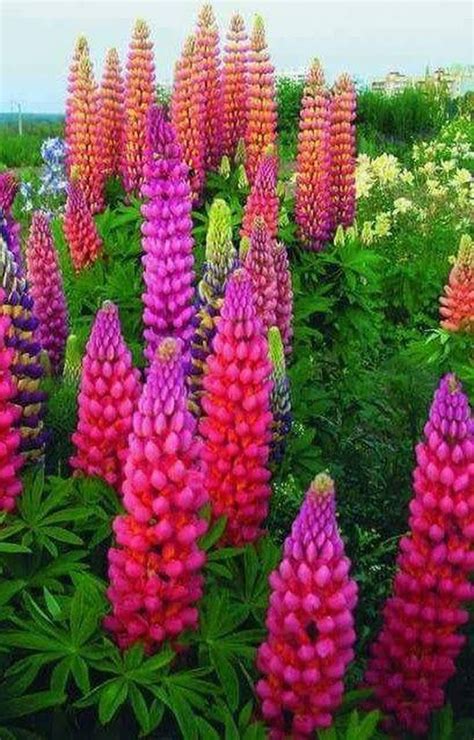 Pin By Johnkiew On Outdoors Lupine Flowers Flower Garden Flowers