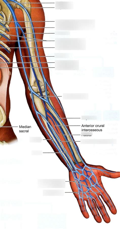 Major Veins Of The Arm Diagram Quizlet