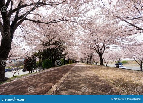 Cherry Blooming In South Korea During Spring Season Stock Image Image