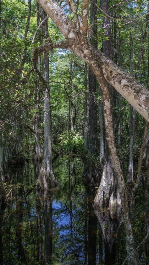 Cypress Trees Swamp Big Cypress National Preserve Florida Stock