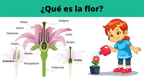 Qu Es La Flor Y Cu Les Son Sus Partes El Popular