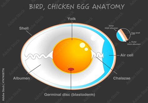 Bird Chicken Egg Diagram Egg Anatomy Labeled Cross Section Yolk