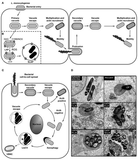 The Intracellular Life Cycle Of L Monocytogenes A Intracellular