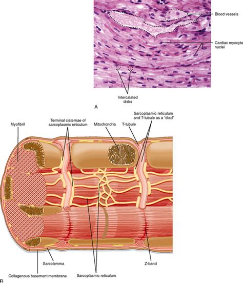 Cardiac Muscle Structure