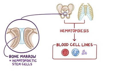 Aplastic Anemia Video Anatomy Definition Function Osmosis