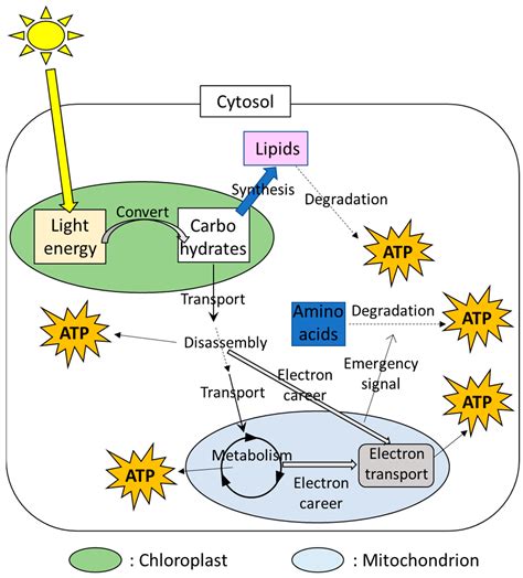 Mitochondria In Plant Cell