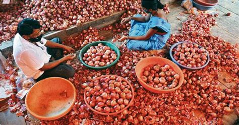 India Allows Exports Of Tonnes Onion To Uae Sri Lanka News Update