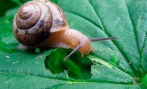 Как избавиться от слизней и бороться с улитками в теплице и огороде ...