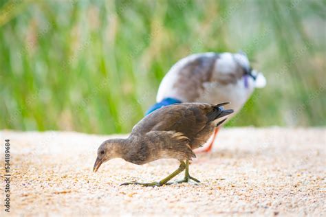 Joven gallineta común Gallinula chloropus y ánade real macho Anas