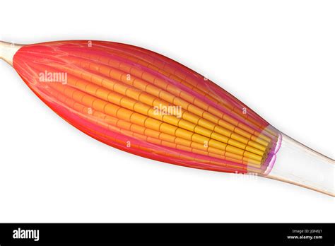 Skeletal muscle, illustration. The muscle is surrounded by epimysium ...