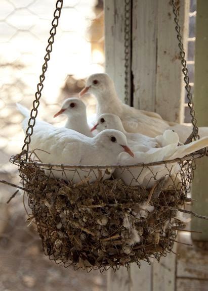 My Five Men: Hanging Basket Bird Nest