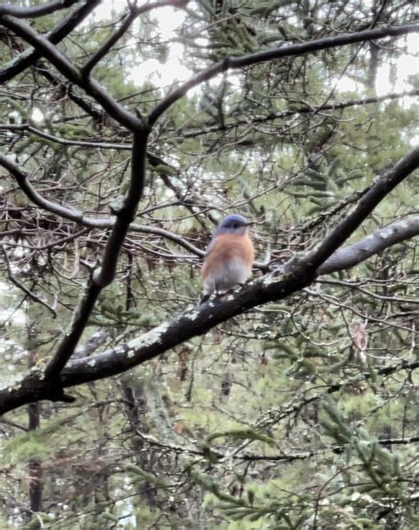 Why Are Bluebirds Important? - Cedar Run Wildlife Refuge