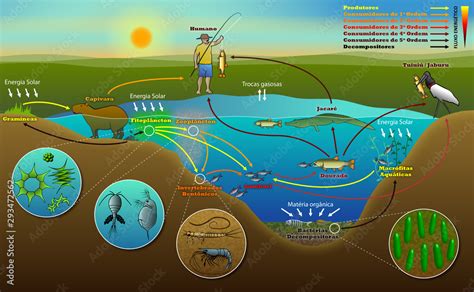 Um Ecossistema Tanto Terrestre Como Aqu Tico Se Define Revoeduca