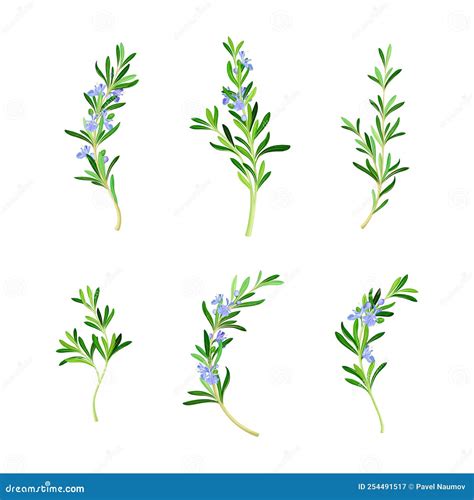 Set Of Sprigs Of Fresh Flowering Rosemary Spice Herb Plant Cartoon