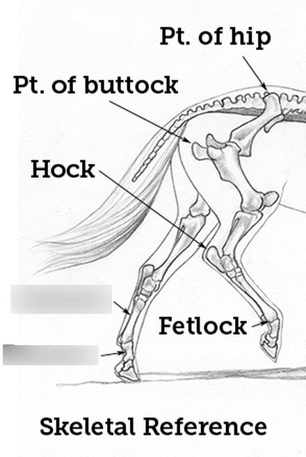 Equine Hindlimb Diagram Quizlet