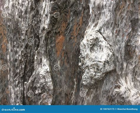 stump texture stock image image  pattern plant nature