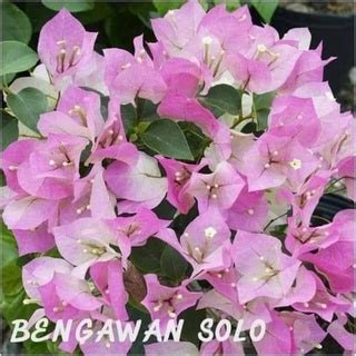 Jual Tanaman Hias Bougenville Bengawan Solo Bunga Kertas Jenis Bengawan