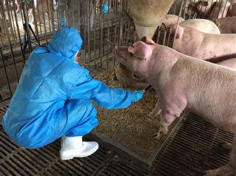 瘦肉精風波誰是誰非？ 養豬農：最怕影響豬價 台糖豬含瘦肉精 生活 聯合新聞網