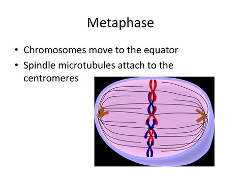 Topic 25 Cell Division Ppt Download