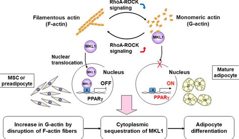 Regulation Of Megakaryoblastic Leukemia 1 Mkl1 Through Actin