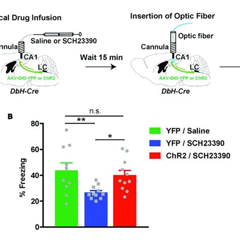 Noradrenergic Stimulation Rescues Contextual Learning Impairments