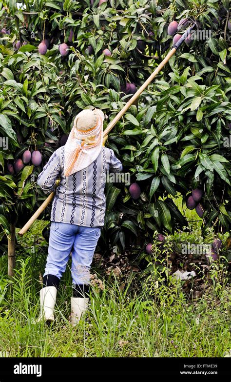 Mango Harvesting Method Jayanth Agro Farms Atelier Yuwa Ciao Jp