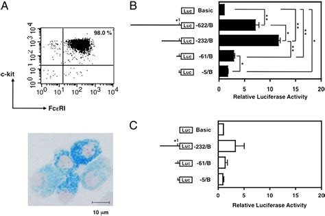 Figure From Promoter In Mast Cells Kit Gata And Sp Positively