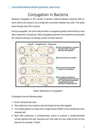 Conjugation Bacteria