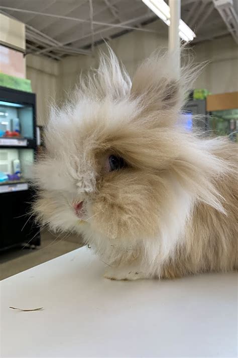 Dutch Lionhead Mix Rabbit Atelier Yuwa Ciao Jp