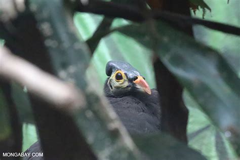 Jejak Maleo Di Tanjung Matop Hidup Di Alam Hingga Perusahaan Bagian