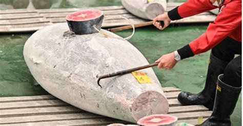 Record Breaking Bluefin Tuna Auction In Tokyo Rs 6 5 Crore Sale At