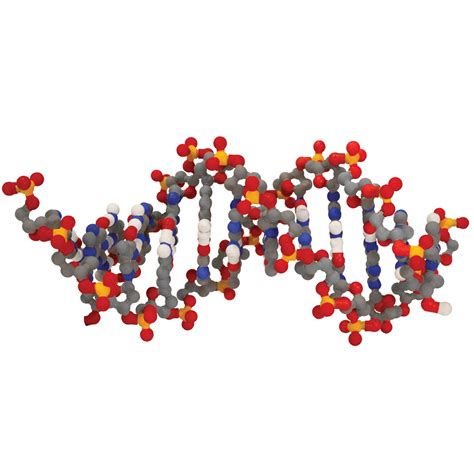 Dynamic Dna Kit© Carolina Biological Supply