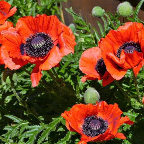 Papaver Oriental Poppy Prince Of Orange Prince Of Orange Easy To