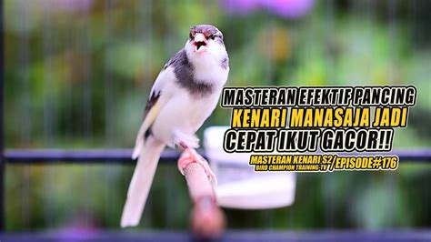 176 Masteran Suara Burung Kenari Gacor Panjang Cuit Cuit Ngerol Untuk