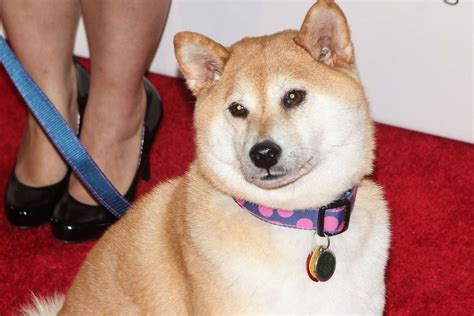 Shiba Inu That Inspired Doge Meme Severely Ill Says Owner